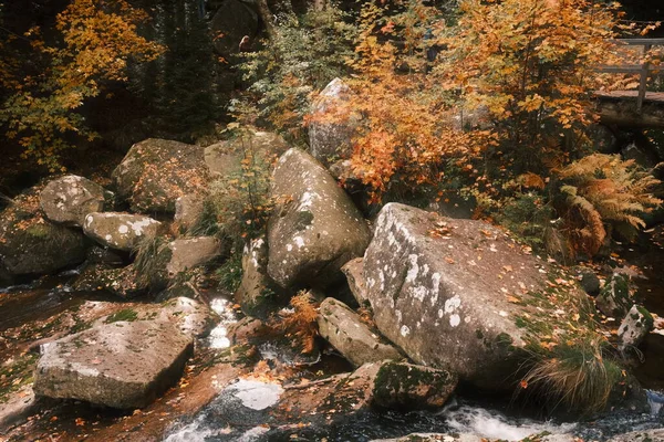 Красивая Река Лесу Природа — стоковое фото