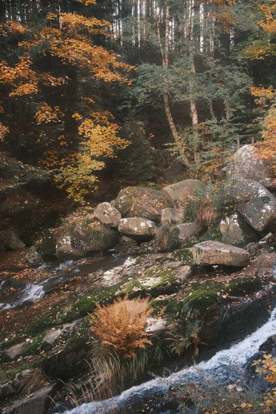 Schneller Strom Herbstwald Hintergrund Natur — Stockfoto