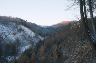 Ormanda ağaçlar olan güzel kış manzarası