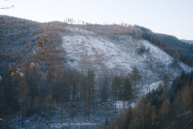 Ormanda ağaçlar olan güzel kış manzarası