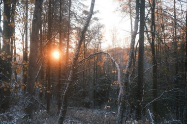 Ormanda ağaçlar olan güzel kış manzarası