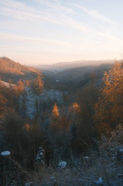 Ormanda ağaçlar olan güzel kış manzarası