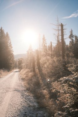 Ormanda ağaçlar olan güzel kış manzarası