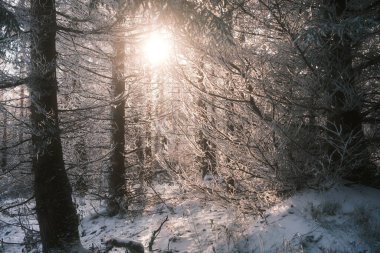 Ormanda ağaçlar olan güzel kış manzarası