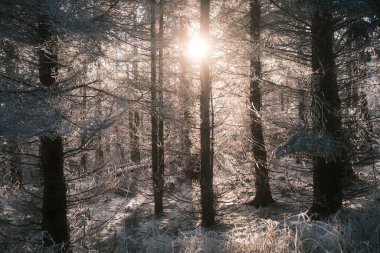 Ormanda ağaçları olan güzel kış manzarası