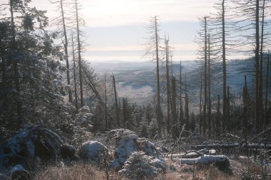 Ormanda ağaçları olan güzel kış manzarası