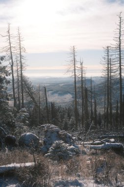 Ormanda ağaçları olan güzel kış manzarası
