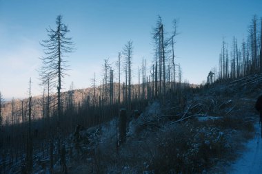 Ormanda ağaçları olan güzel kış manzarası