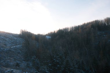 Ormanda ağaçları olan güzel kış manzarası