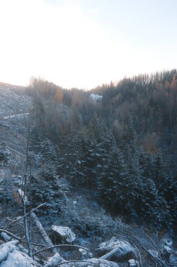 Ormanda ağaçları olan güzel kış manzarası