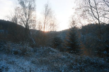 Ormanda ağaçları olan güzel kış manzarası