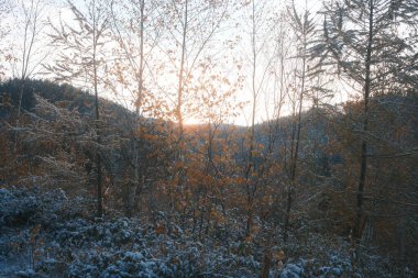 Ormanda ağaçları olan güzel kış manzarası