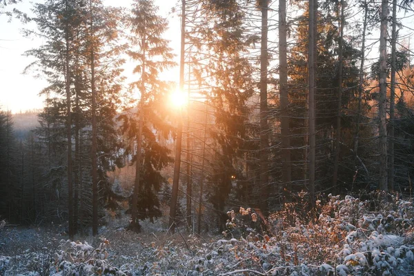 Красивий Зимовий Пейзаж Деревами Лісі — стокове фото