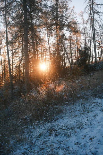 Bela Paisagem Inverno Com Árvores Floresta — Fotografia de Stock