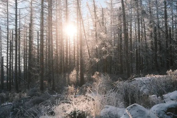 Όμορφο Χειμερινό Τοπίο Δέντρα Στο Δάσος — Φωτογραφία Αρχείου