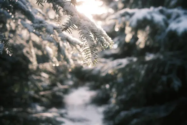 Vackert Vinterlandskap Med Träd Skogen — Stockfoto