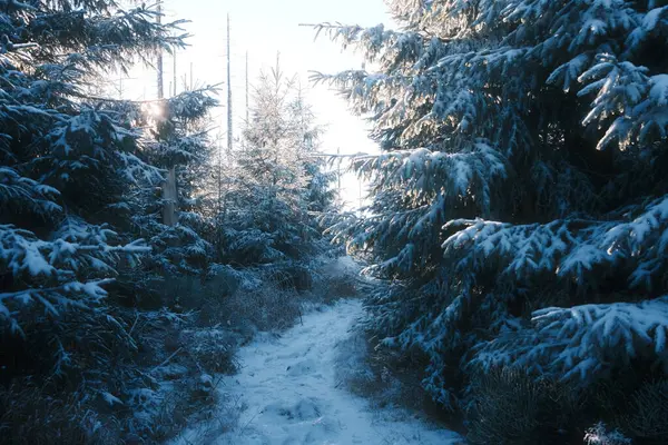 Gyönyörű Téli Táj Fákkal Erdőben — Stock Fotó
