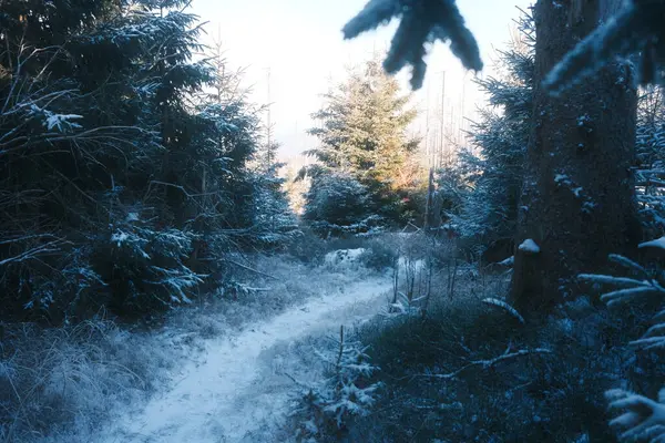 森の中の木々と美しい冬の風景 — ストック写真