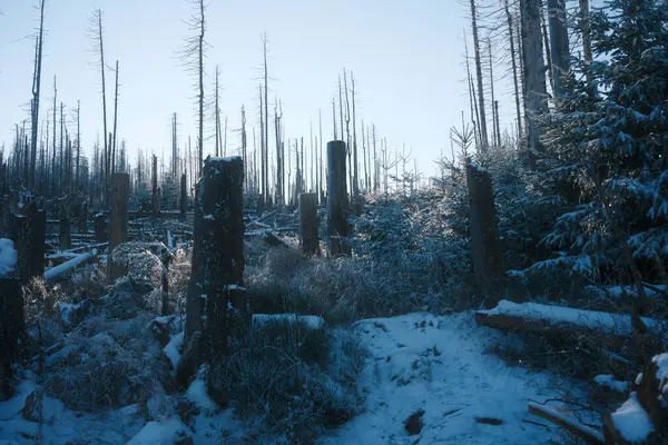 Wunderschöne Winterlandschaft Mit Bäumen Wald — Stockfoto