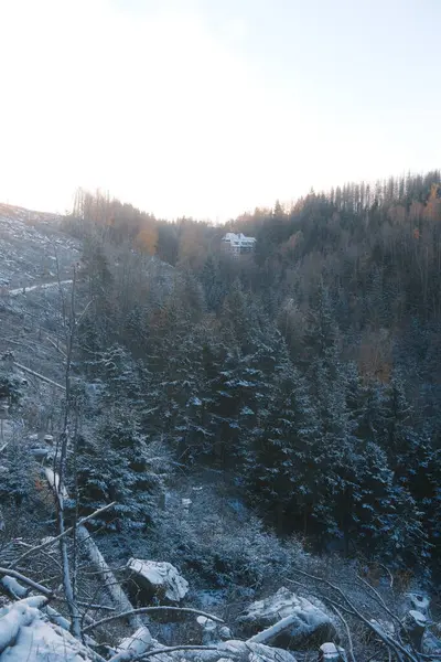 Ormanda ağaçları olan güzel kış manzarası