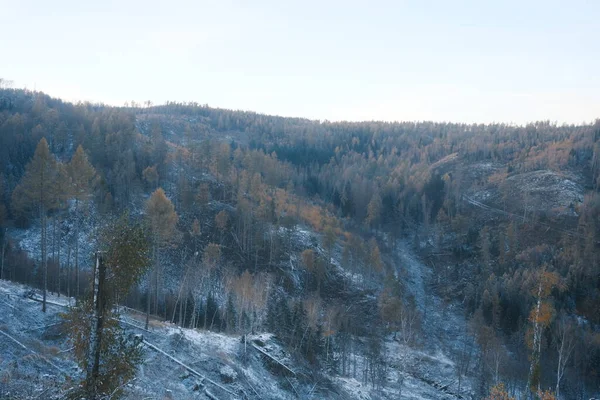 Ormanda ağaçları olan güzel kış manzarası