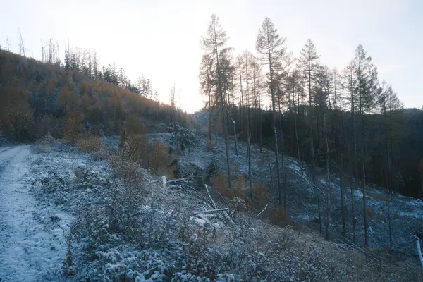 Ormanda ağaçları olan güzel kış manzarası
