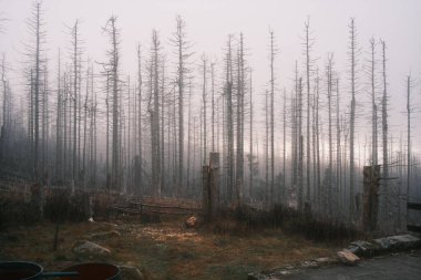 Kuru ağaçları olan güzel orman manzarası