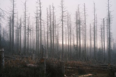 Kuru ağaçları olan güzel orman manzarası