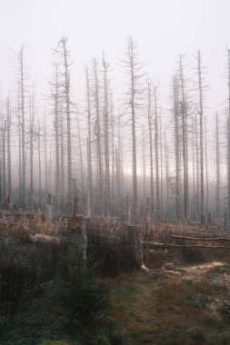 Kuru ağaçları olan güzel orman manzarası