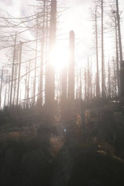 Kuru ağaçları olan güzel orman manzarası