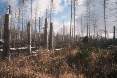 Kuru ağaçları olan güzel orman manzarası