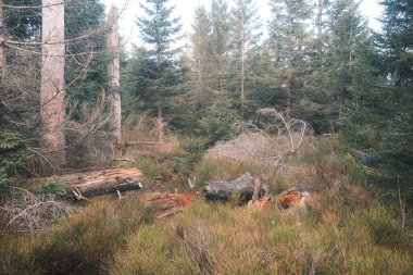Kuru ağaçları olan güzel orman manzarası