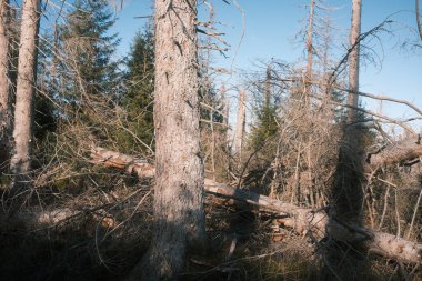 Kuru ağaçları olan güzel orman manzarası