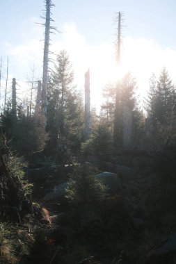 Kuru ağaçları olan güzel orman manzarası