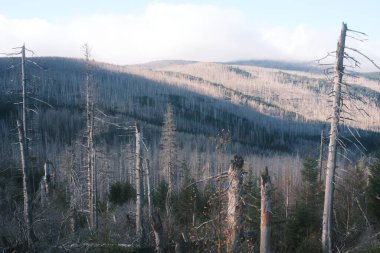 Kuru ağaçları olan güzel orman manzarası