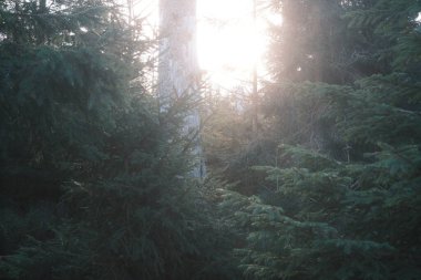 Dağ ormanının güzel manzarası. Doğa