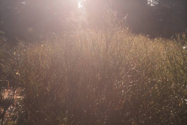 Ağaçlar ve ormanlarla dolu sonbahar manzarası