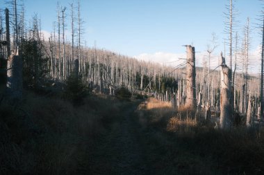 Kuru ağaçlarla dolu sonbahar ormanı