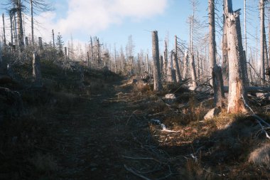 Kuru ağaçlarla dolu sonbahar ormanı