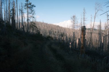 Kuru ağaçlarla dolu sonbahar ormanı