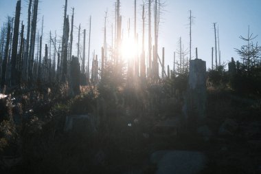 Kuru ağaçlarla dolu sonbahar ormanı
