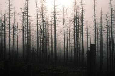 Kuru ağaçları olan güzel orman manzarası
