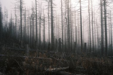 Kuru ağaçları olan güzel orman manzarası
