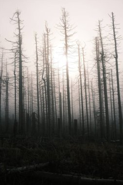 Kuru ağaçları olan güzel orman manzarası