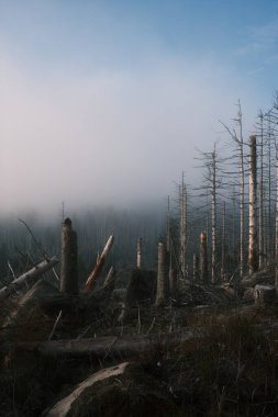 Kuru ağaçları olan güzel orman manzarası