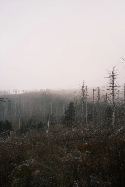 Prachtig Uitzicht Bos Met Dode Bomen — Stockfoto
