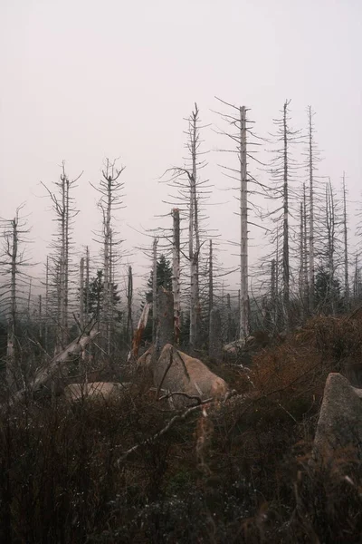 Prachtig Uitzicht Bos Met Dode Bomen — Stockfoto