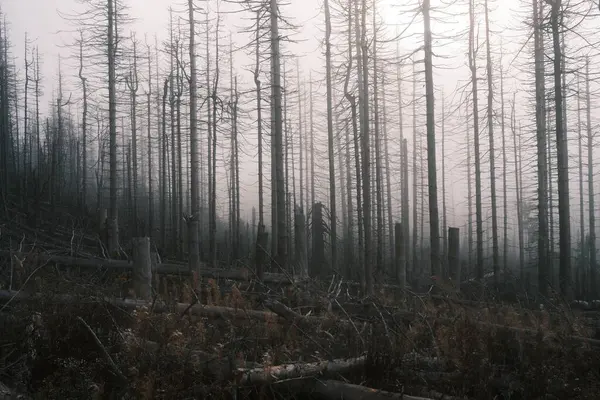 Kuru ağaçları olan güzel orman manzarası