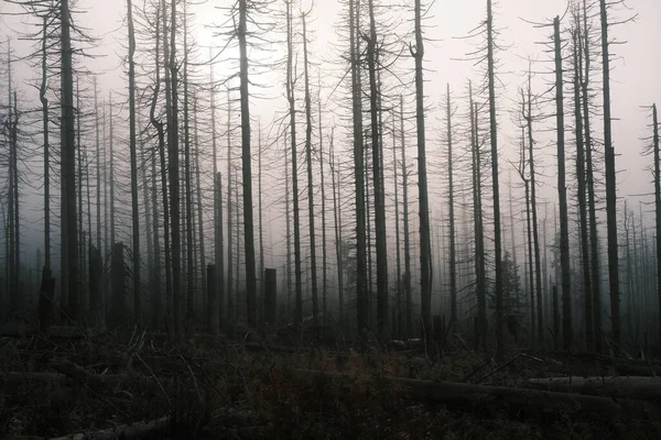 Красивий Вид Ліс Мертвими Деревами — стокове фото
