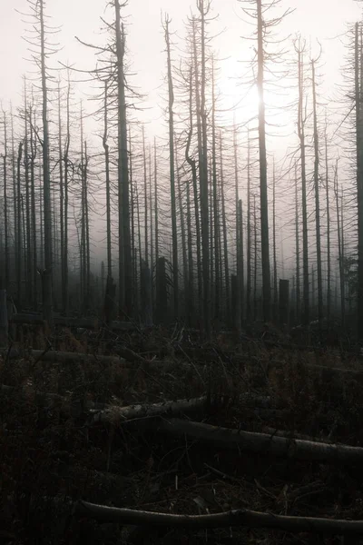 Krásný Výhled Les Mrtvými Stromy — Stock fotografie